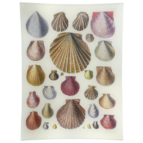 Scallops LXV (65) 10 x 13" Rect. Tray