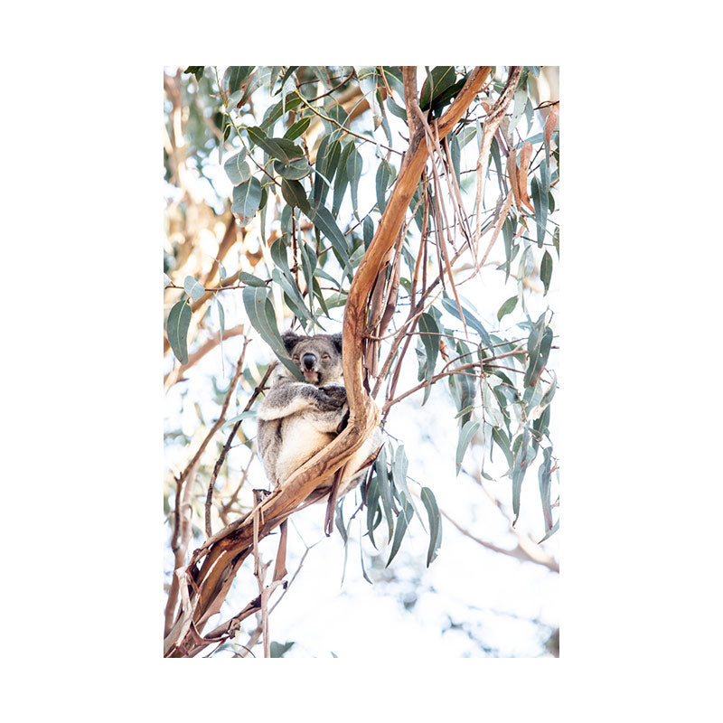 Koala Print with Gift Box